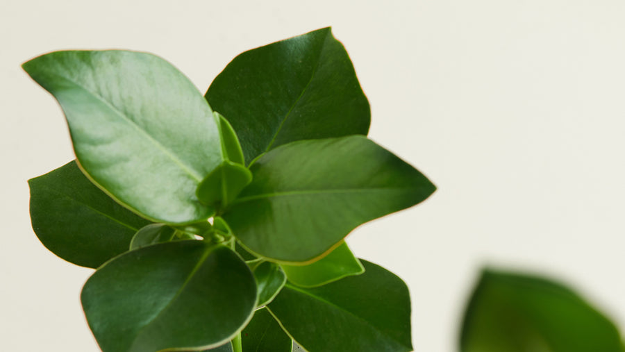 Green plant on a white background